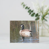 Canada Goose Briefkaart (Staand voorkant)