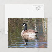 Canada Goose Briefkaart (Voorkant / Achterkant)