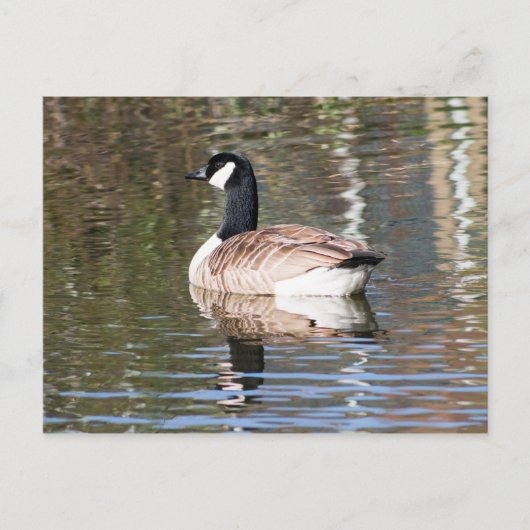 Canada Goose Briefkaart (Voorkant)