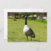 Canada Goose Briefkaart (Voorkant / Achterkant)