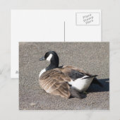 Canada Goose Briefkaart (Voorkant / Achterkant)