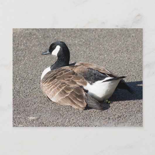 Canada Goose Briefkaart (Voorkant)