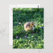 Canada Goose Chick on Grass met Flowers Briefkaart (Voorkant / Achterkant)