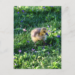 Canada Goose Chick on Grass met Flowers Briefkaart