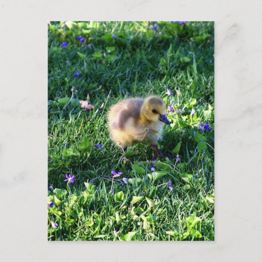 Canada Goose Chick on Grass met Flowers Briefkaart (Voorkant)