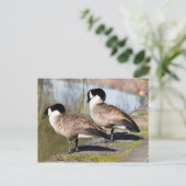 Canada Goose Couple Briefkaart (Staand voorkant)