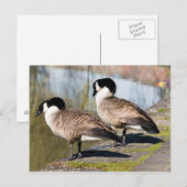 Canada Goose Couple Briefkaart (Voorkant / Achterkant)