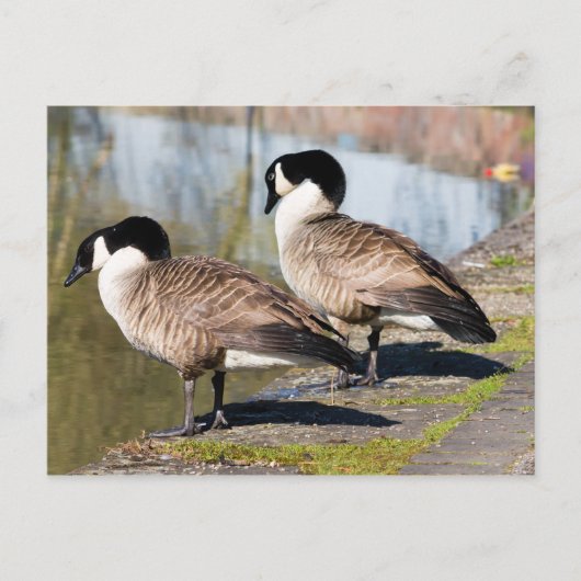 Canada Goose Couple Briefkaart (Voorkant)