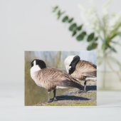 Canada Goose Couple Briefkaart (Staand voorkant)
