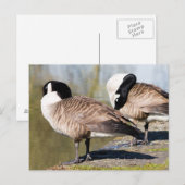 Canada Goose Couple Briefkaart (Voorkant / Achterkant)