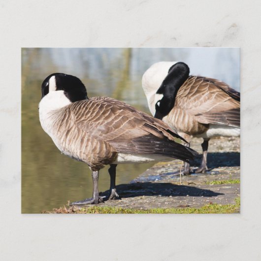 Canada Goose Couple Briefkaart (Voorkant)
