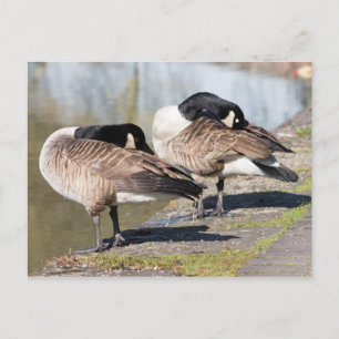 Canada Goose Couple Briefkaart