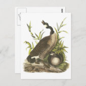 Canada Goose door Audubon Briefkaart (Voorkant / Achterkant)