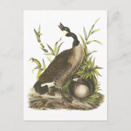 Canada Goose door Audubon Briefkaart