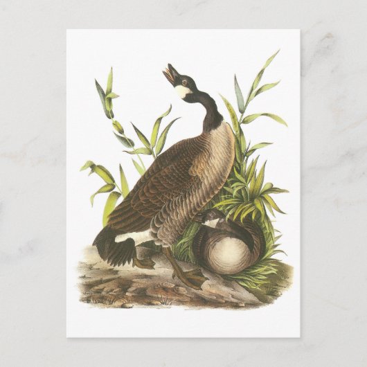 Canada Goose door Audubon Briefkaart (Voorkant)