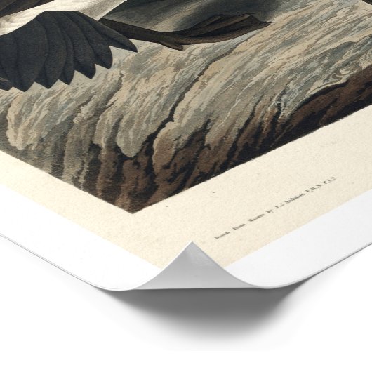 Canada Goose door Audubon Poster (Hoek)