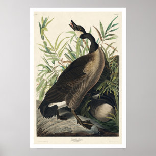 Canada Goose door Audubon Poster