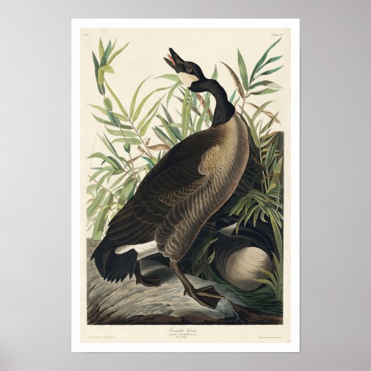 Canada Goose door Audubon Poster (Voorkant)