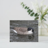 Canada Goose drijft op vivid water Briefkaart (Staand voorkant)
