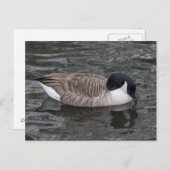 Canada Goose drijft op vivid water Briefkaart (Voorkant / Achterkant)