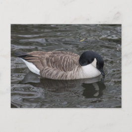 Canada Goose drijft op vivid water Briefkaart