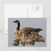 Canada Goose en haar foto-briefkaart Briefkaart (Voorkant / Achterkant)