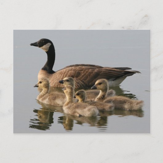 Canada Goose en haar foto-briefkaart Briefkaart (Voorkant)