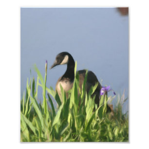 Canada Goose en Irissen Natuur schilderij 8x10 Foto Afdruk