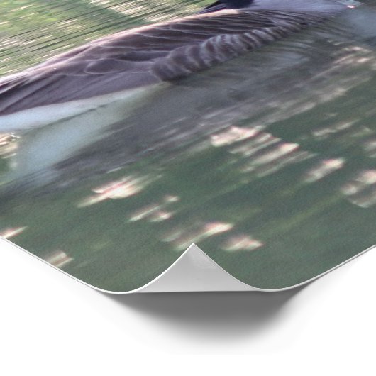 Canada Goose Family 3 Wildlife Poster (Hoek)