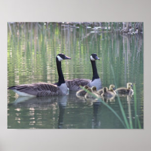 Canada Goose Family 3 Wildlife Poster