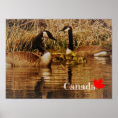 Canada Goose Family Cute Babies Goslings Geese Poster (Voorkant)