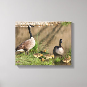 Canada Goose Family Natuur Canvas Afdruk