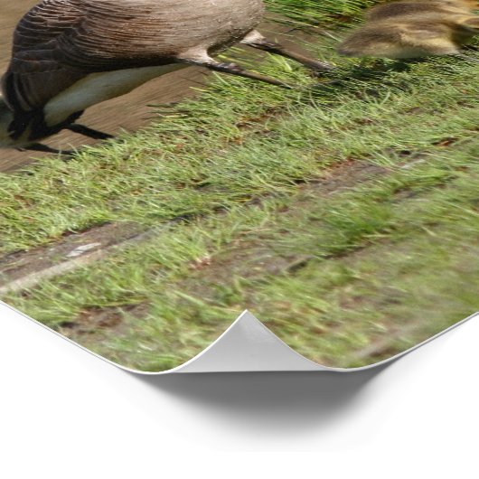 Canada Goose Family Wildlife Poster (Hoek)
