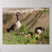 Canada Goose Family Wildlife Poster (Voorkant)