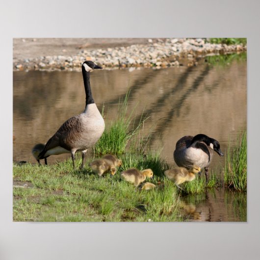Canada Goose Family Wildlife Poster (Voorkant)