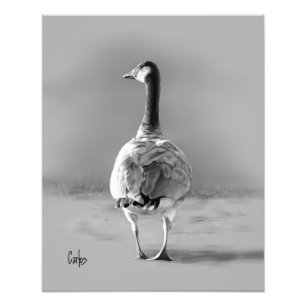 Canada Goose Foto Afdruk