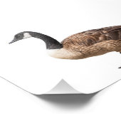 Canada Goose Foto Afdruk (Hoek)