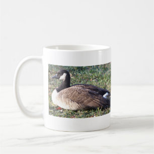 Canada Goose Foto Mok