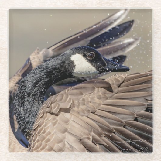 Canada Goose Glazen Onderzetter (Voorkant)