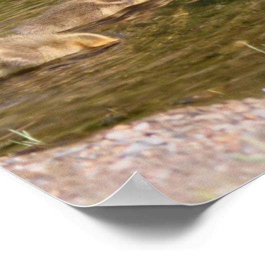 Canada Goose Gosling Babies Wildlife Poster (Hoek)