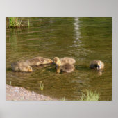 Canada Goose Gosling Babies Wildlife Poster (Voorkant)
