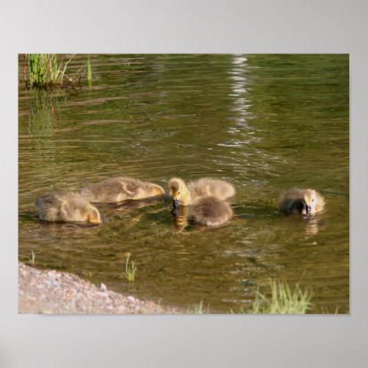 Canada Goose Gosling Babies Wildlife Poster (Voorkant)