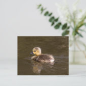 Canada Goose Gosling Briefkaart (Staand voorkant)
