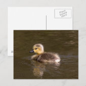 Canada Goose Gosling Briefkaart (Voorkant / Achterkant)