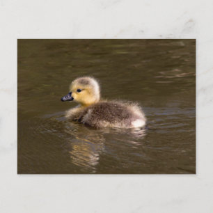 Canada Goose Gosling Briefkaart