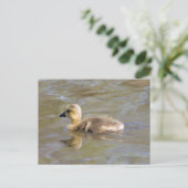 Canada Goose Gosling Briefkaart (Staand voorkant)