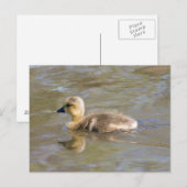 Canada Goose Gosling Briefkaart (Voorkant / Achterkant)
