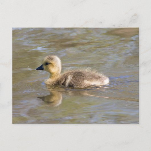 Canada Goose Gosling Briefkaart (Voorkant)