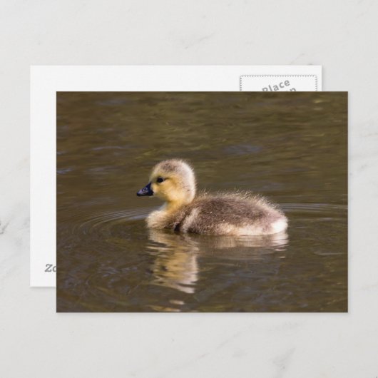 Canada Goose Gosling Briefkaart (Voorkant / Achterkant)