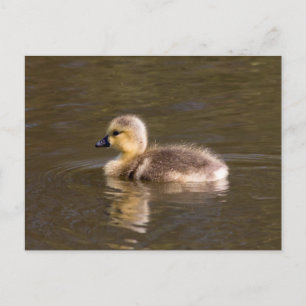 Canada Goose Gosling Briefkaart